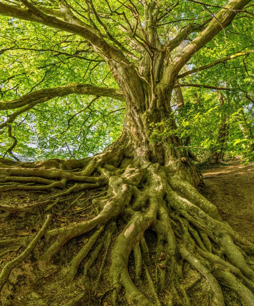 Large tree with deep exposed roots, symbolising inner growth, self-awareness and the foundation of personal change.